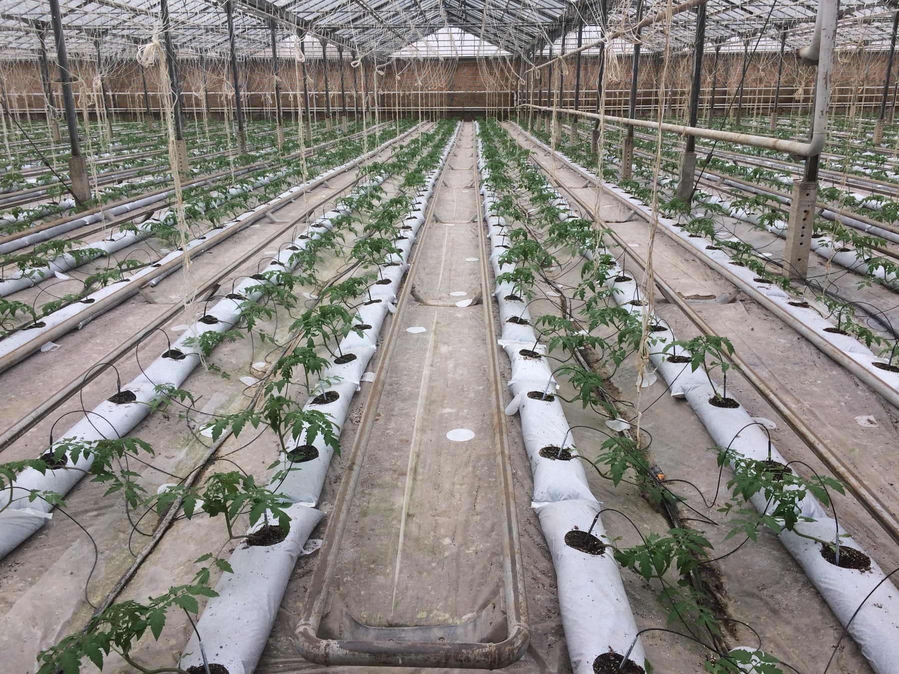Young plants in grow bags inside a greenhouse