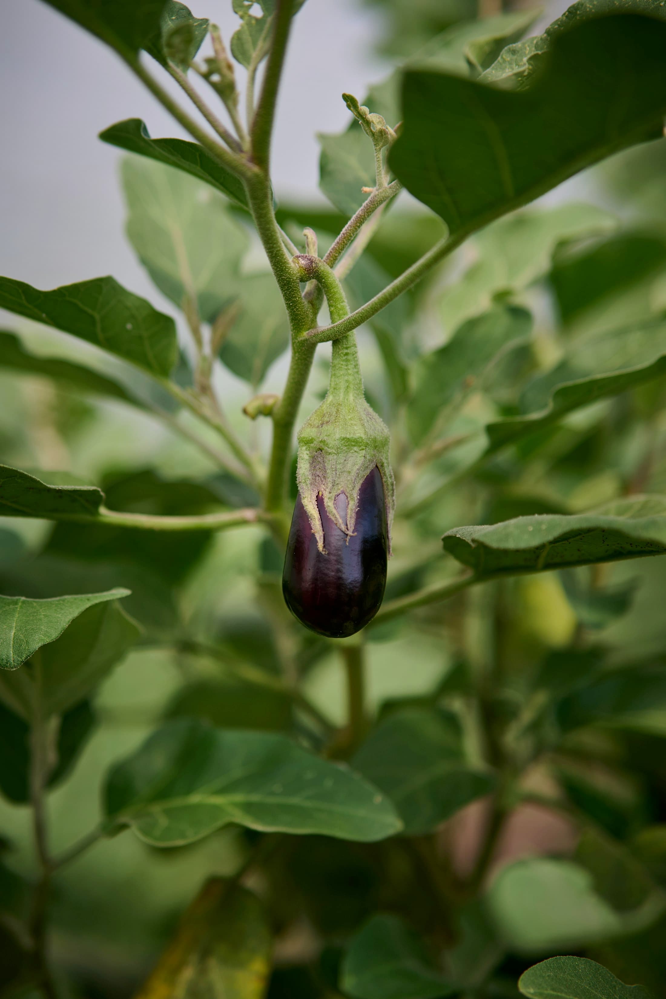 Eggplant hanging from the plant