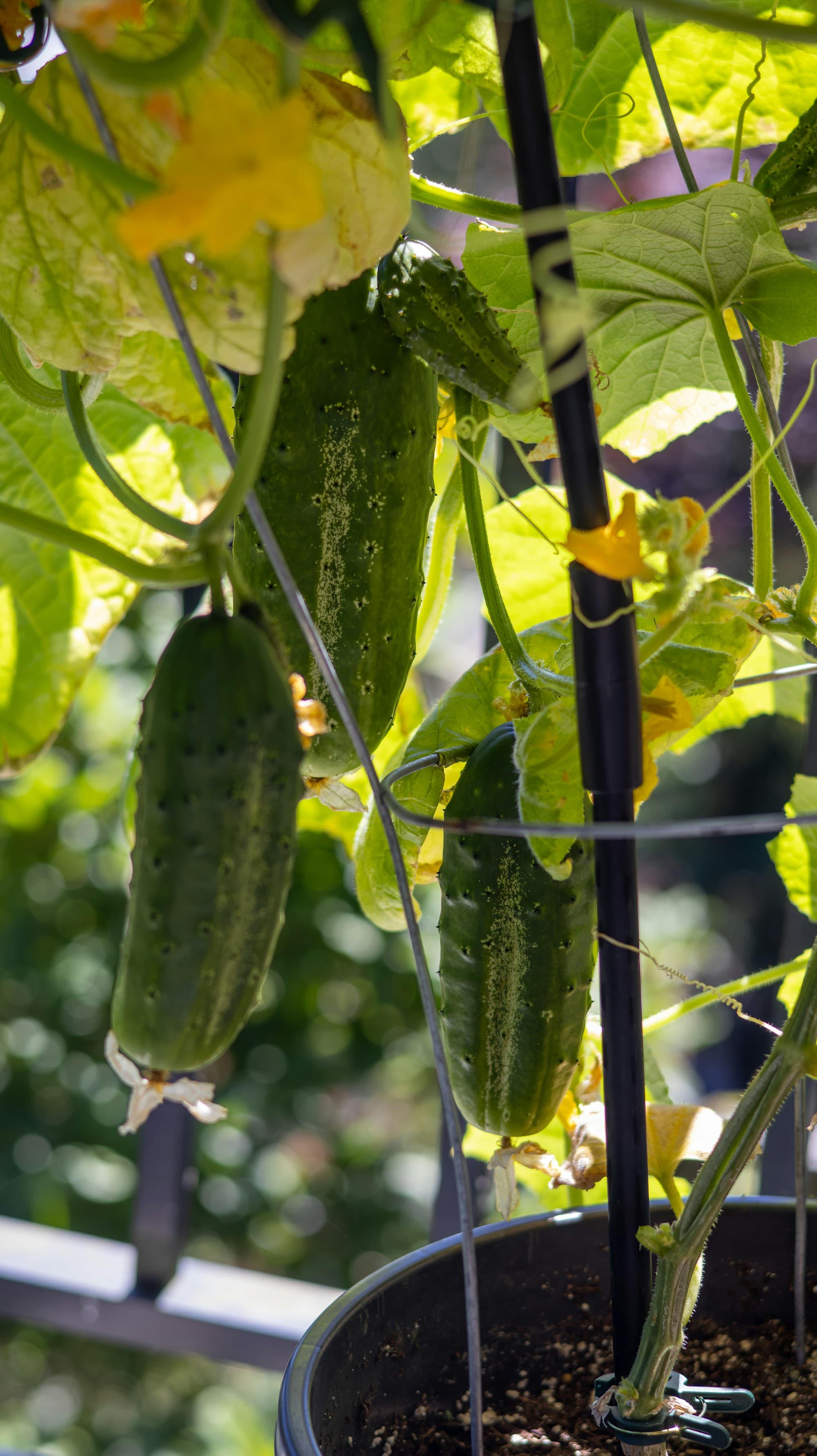 Cucumbers hanging on the vine