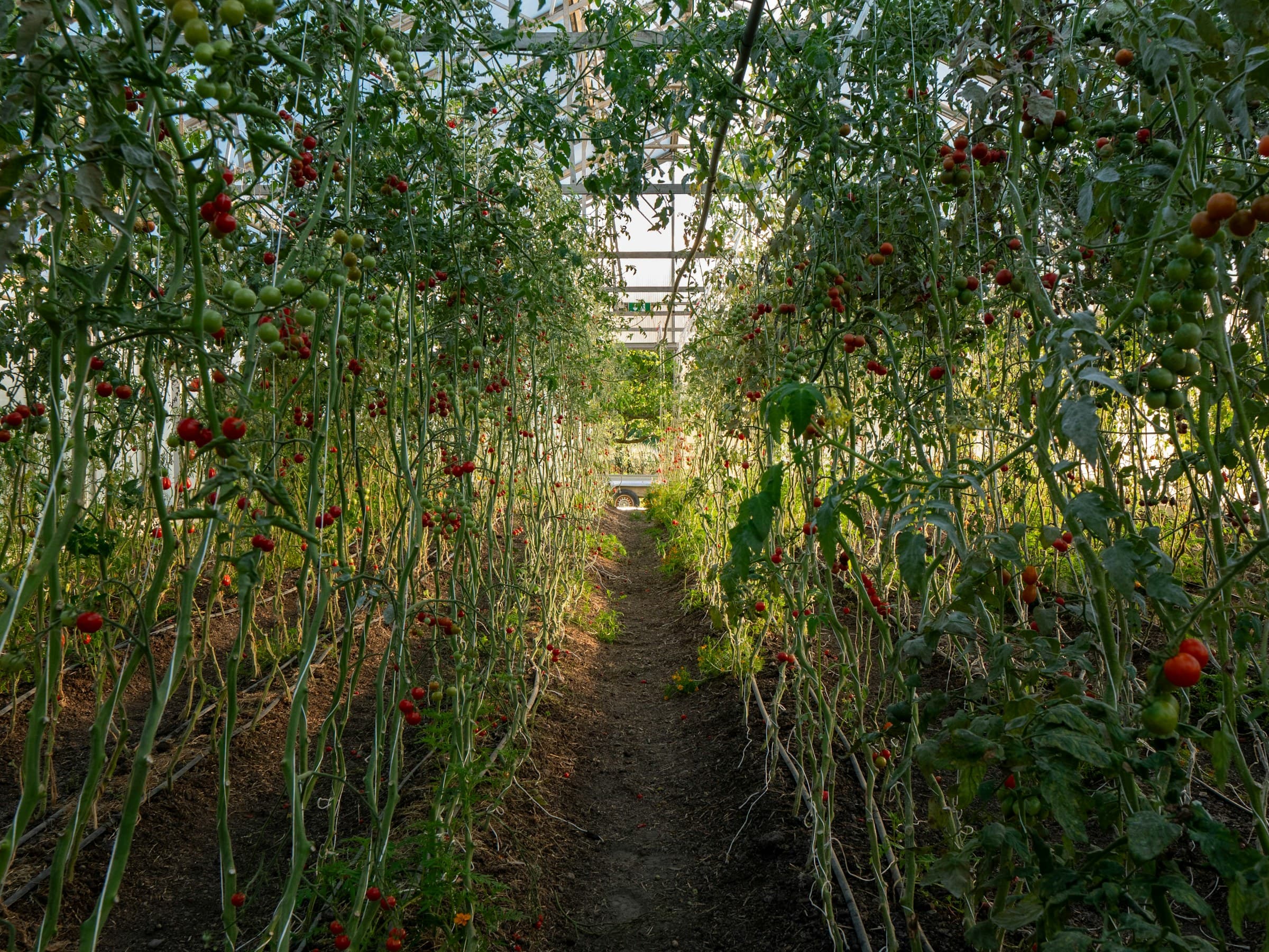 Rows of ripe tomatoes in a greenhouse