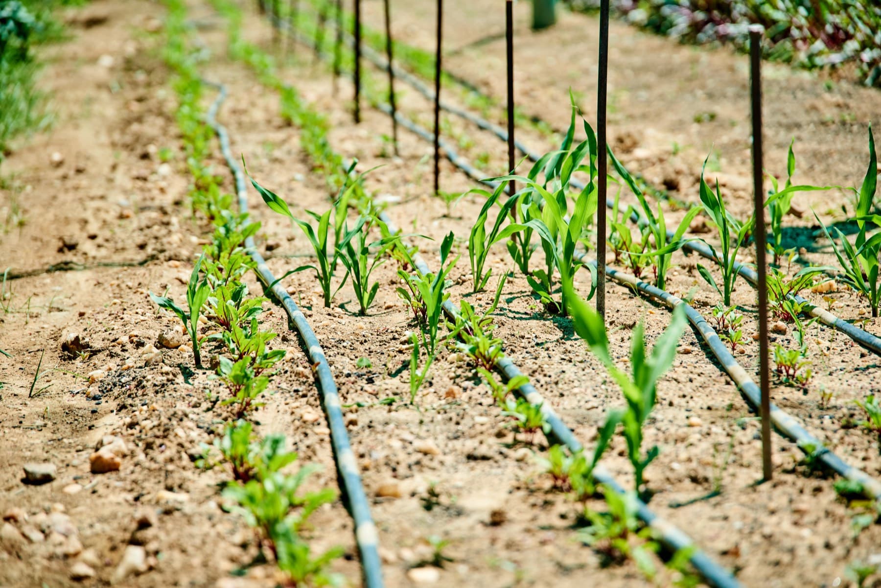 Irrigated rows of young crops under cultivation