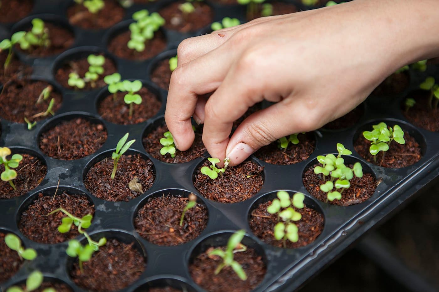 Seedlings in propagation trays