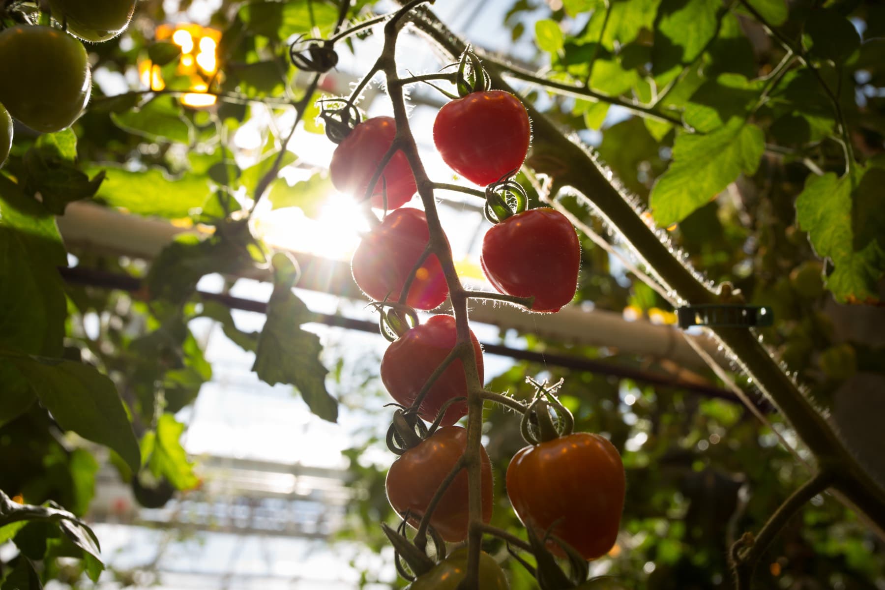 Tomatoes ripening in a greenhouse