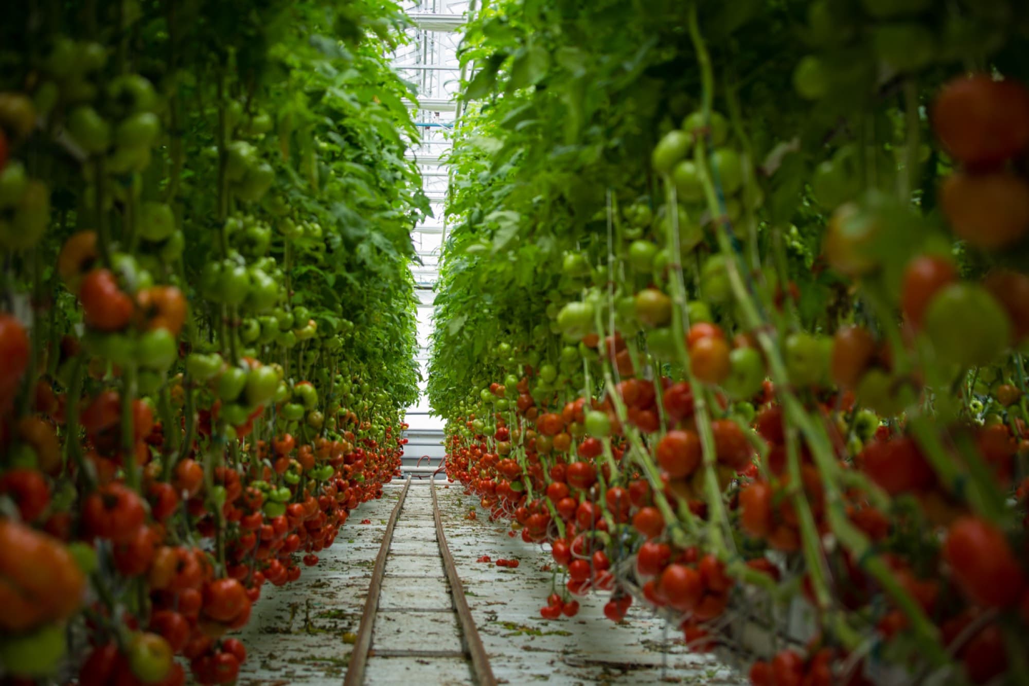 Tomato crop in a professional greenhouse
