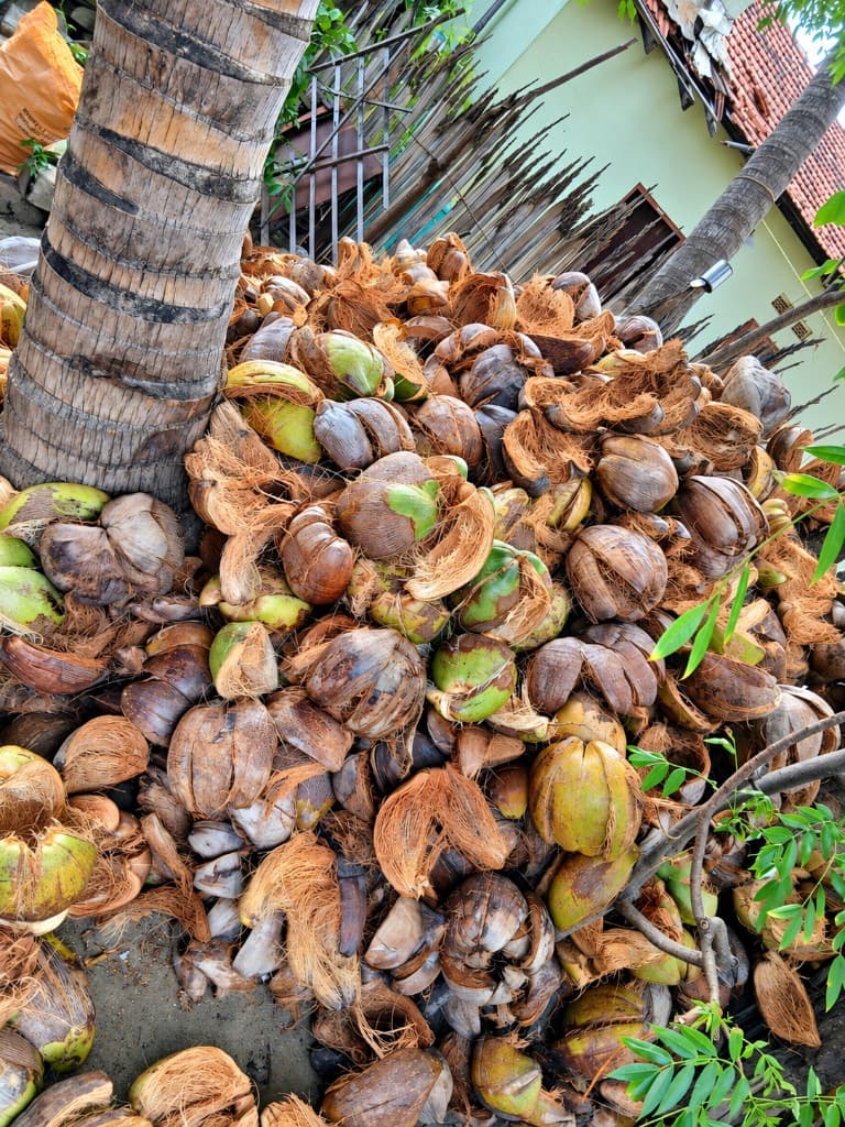 Coconut husks beside the palm
